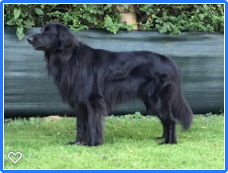 Black Hovawart dad of puppies for sale