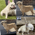 french bulldog mum of puppies for sale