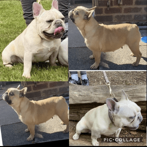 french bulldog mum of puppies for sale