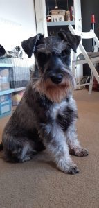 miniature schnauzer dad of puppies for sale
