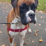 Boxer mum of puppies for sale