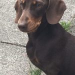 miniature smooth haired dachshund mum of puppies for sale