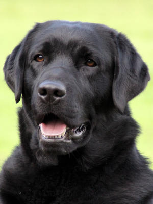 Dad of  puppies