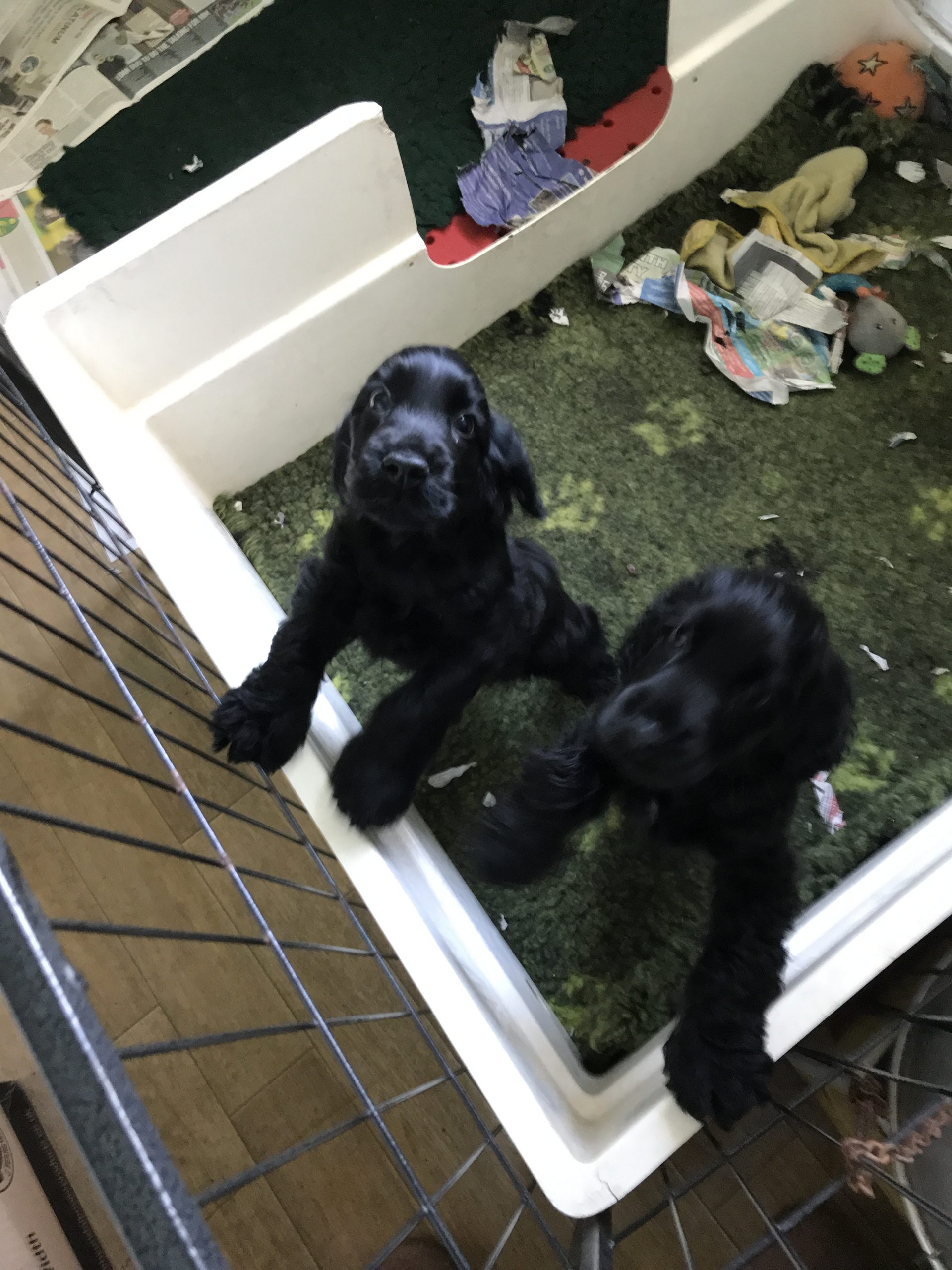 puppies for sale