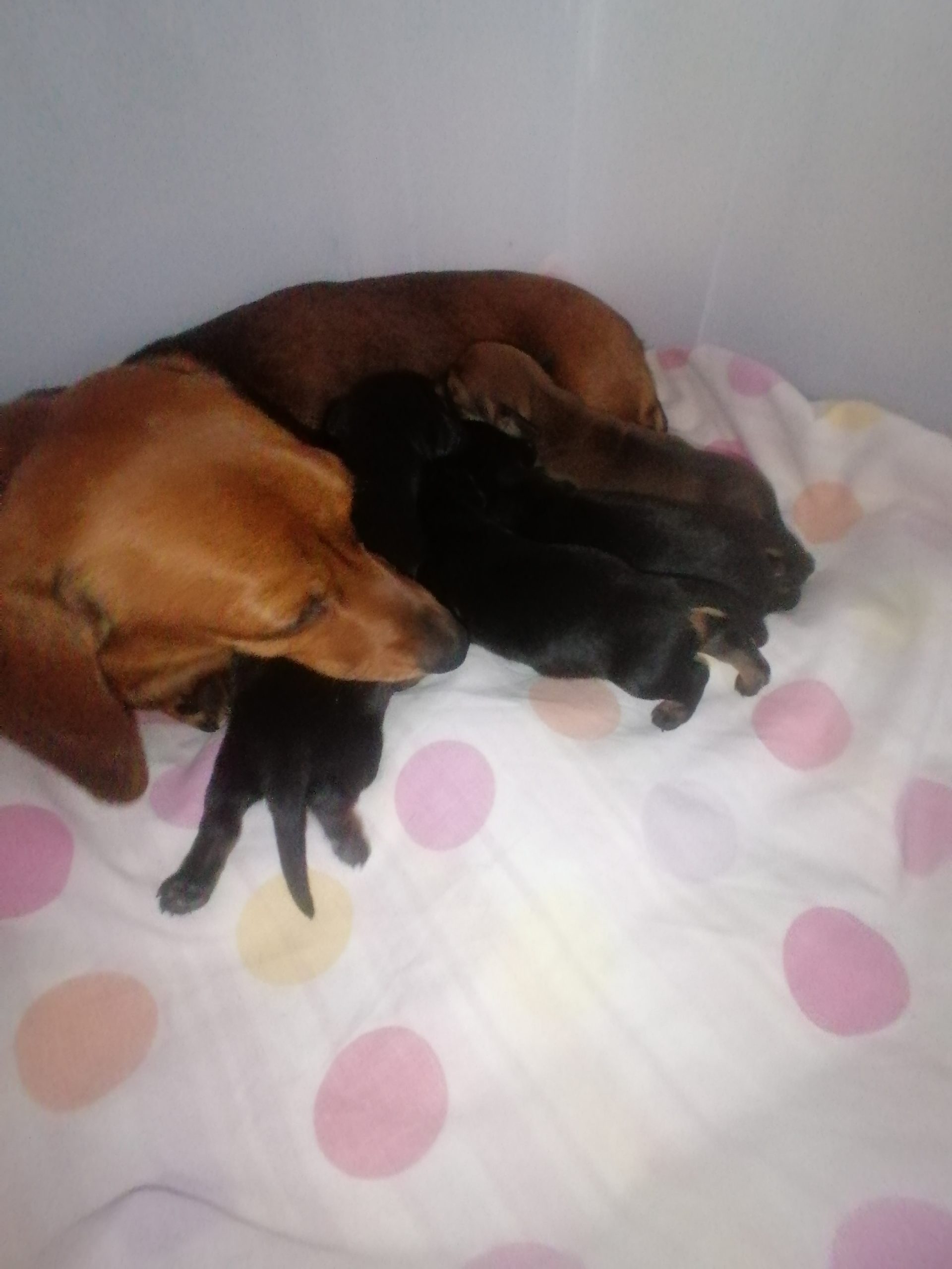 Mum of  puppies