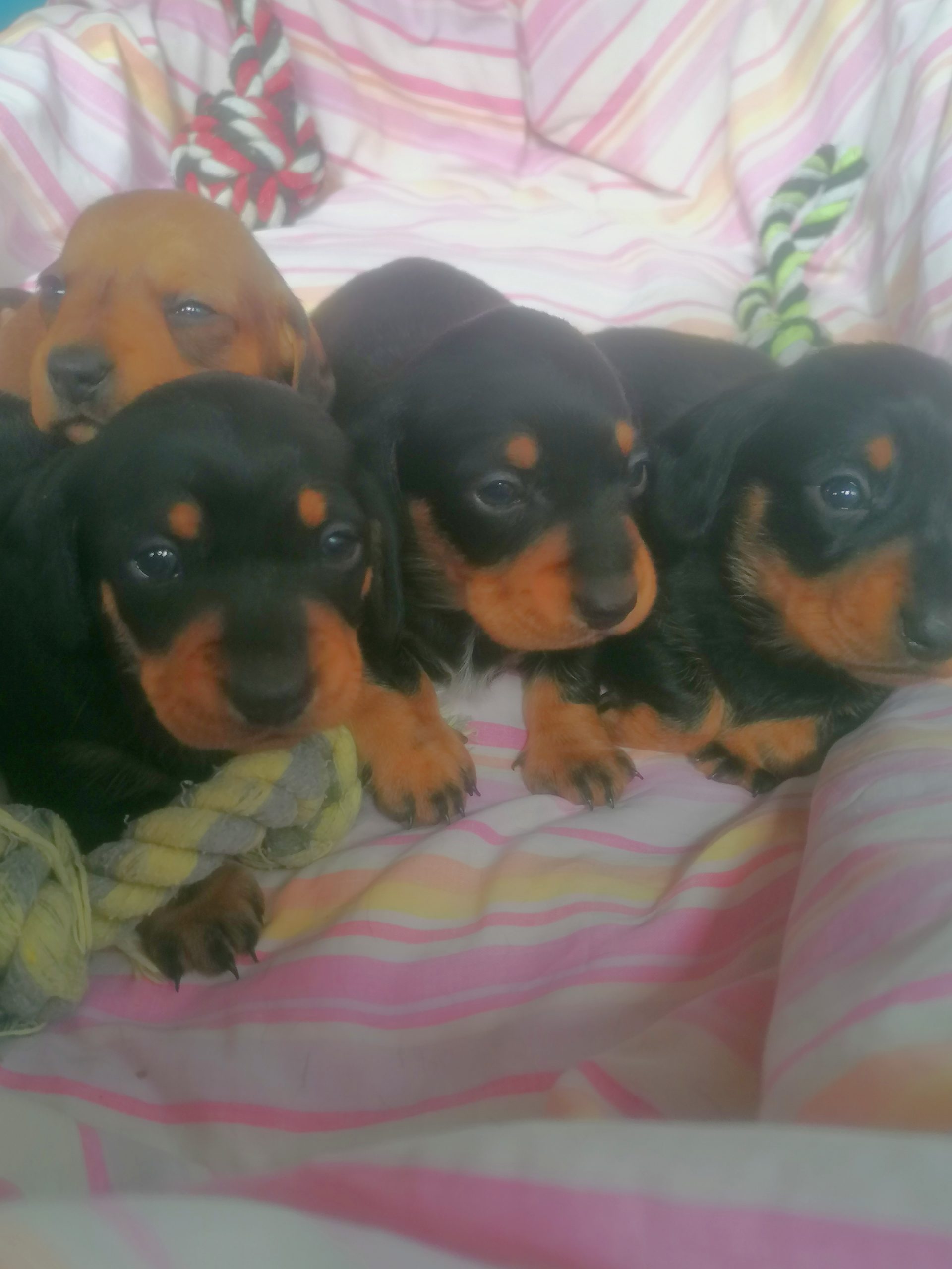 puppies for sale