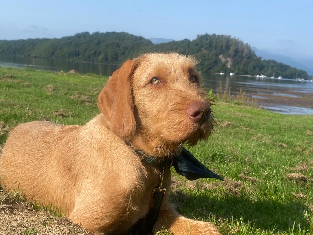 hungarian-wire-haired-vizsla-breeders-and-puppies-for-sale