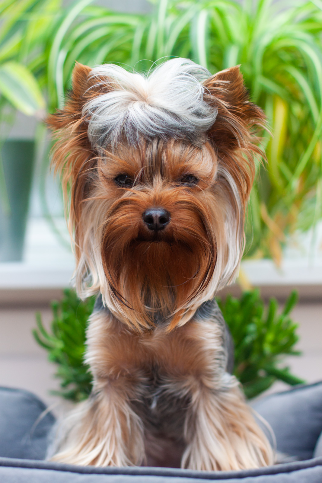 stud dog available