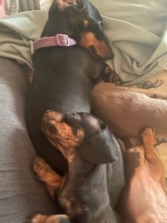 breeder