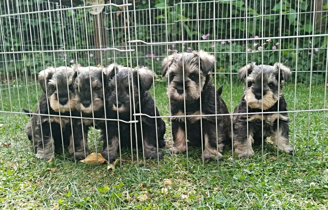 puppies for sale