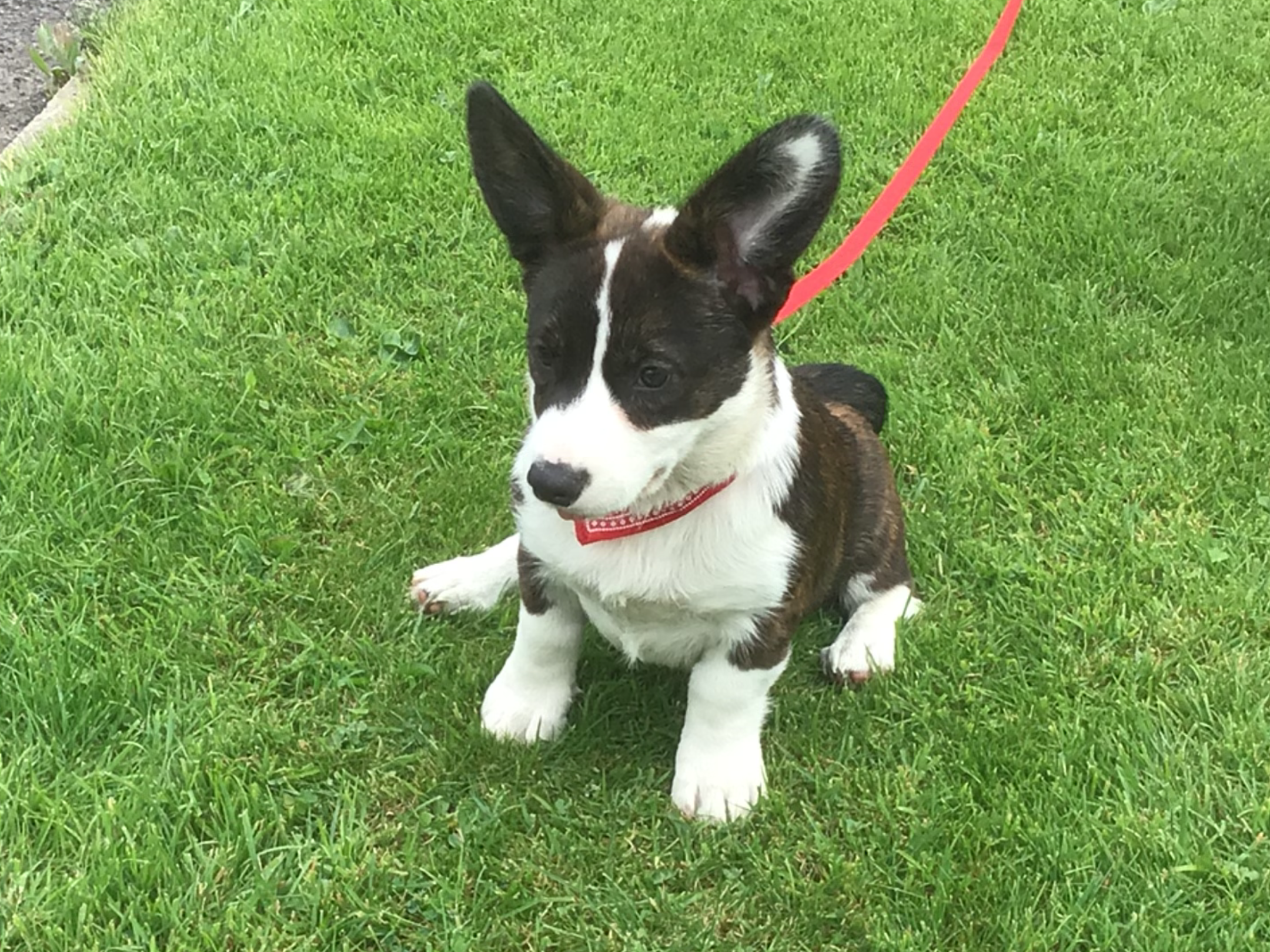 puppies for sale