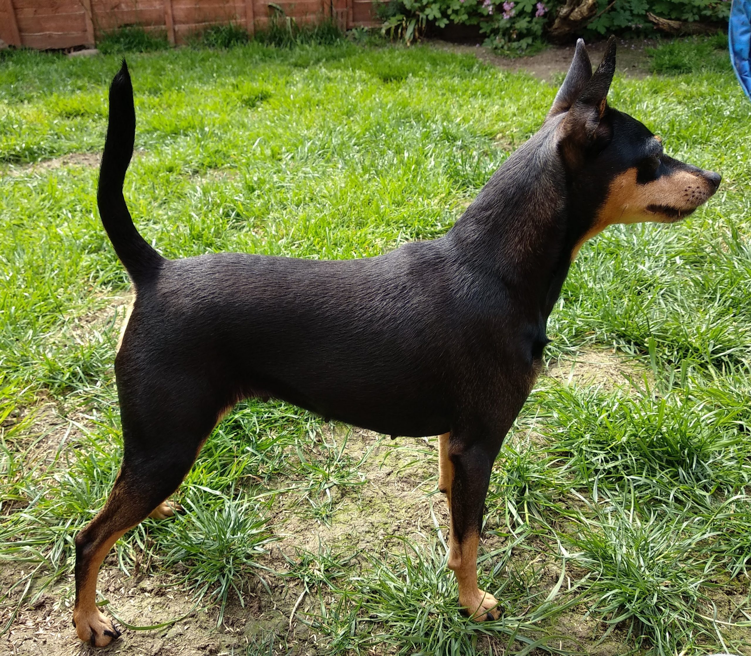 Mum of  puppies