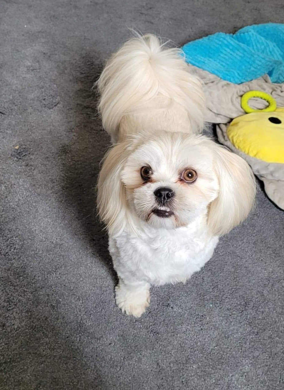 Mum of  puppies