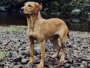 labrador retriever mum of puppies