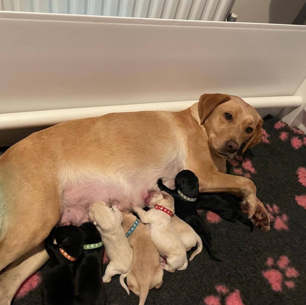 Mum of  puppies