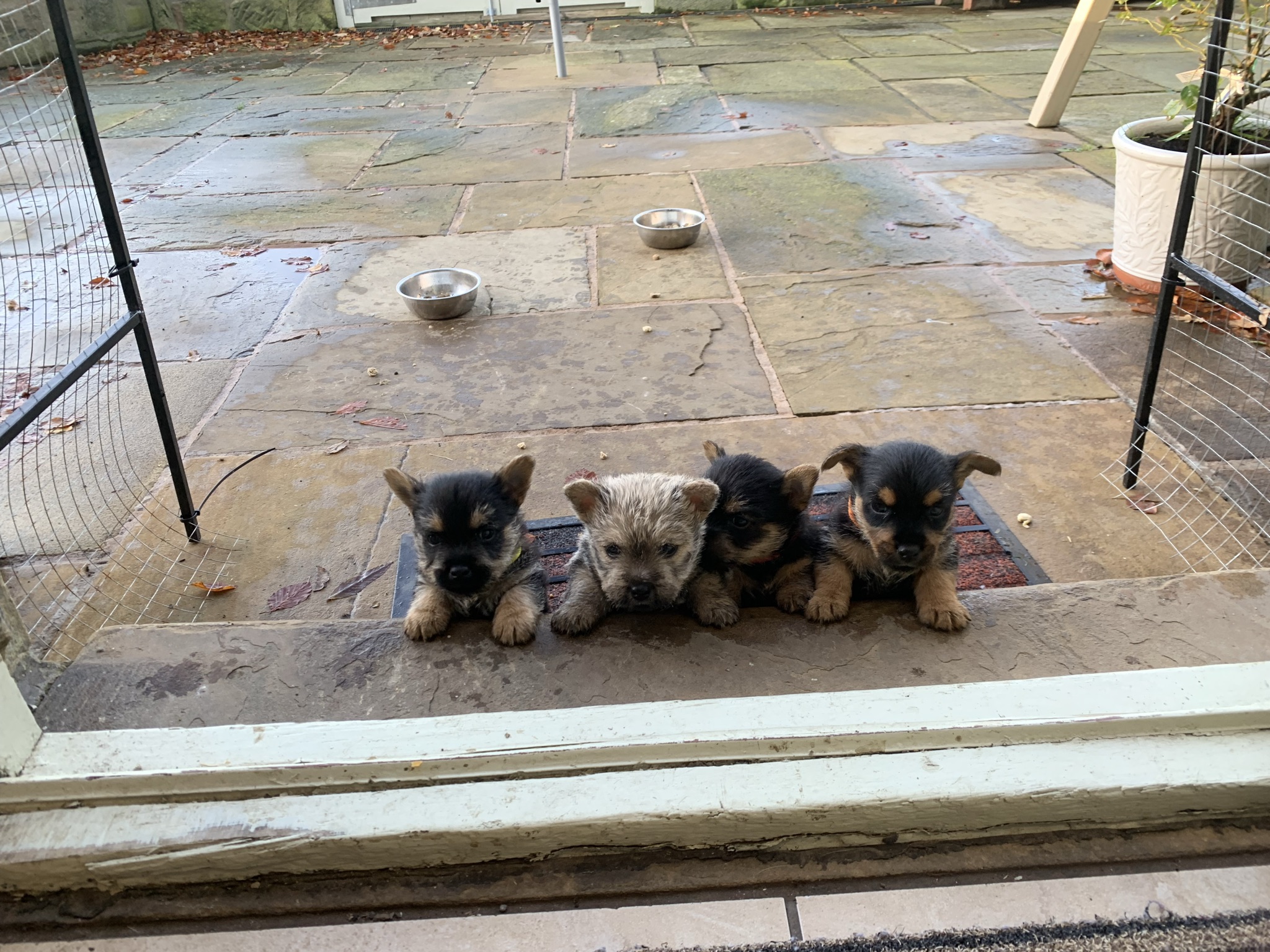 puppies for sale