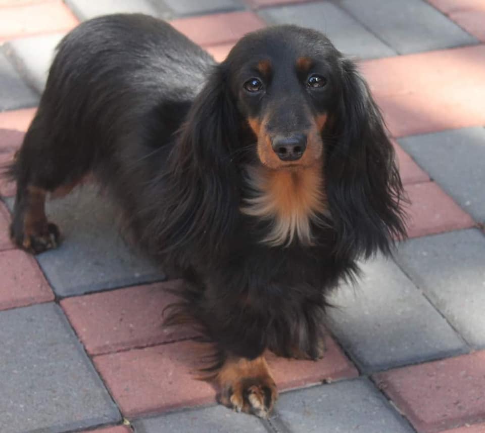 stud dog available
