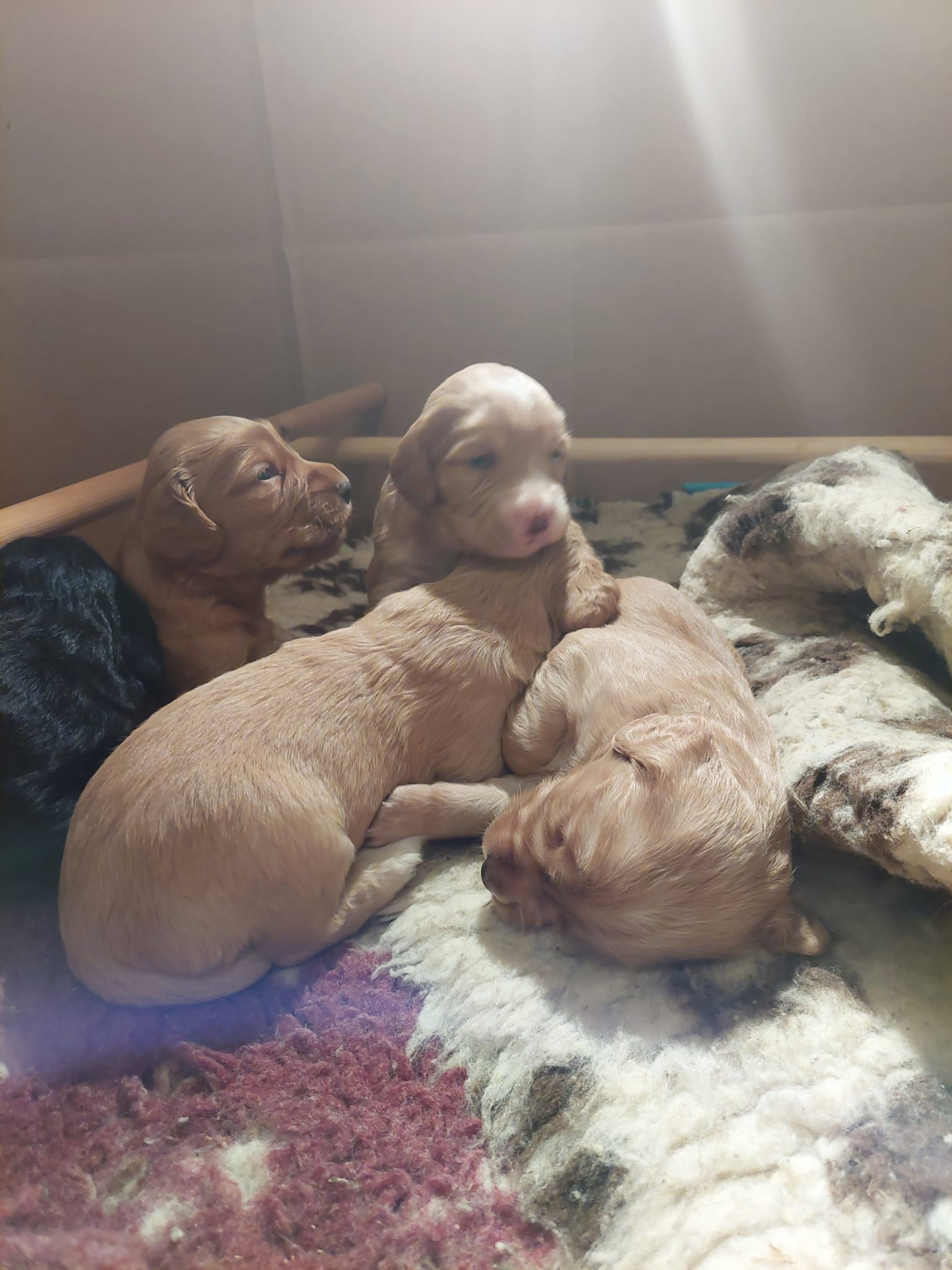 puppies for sale