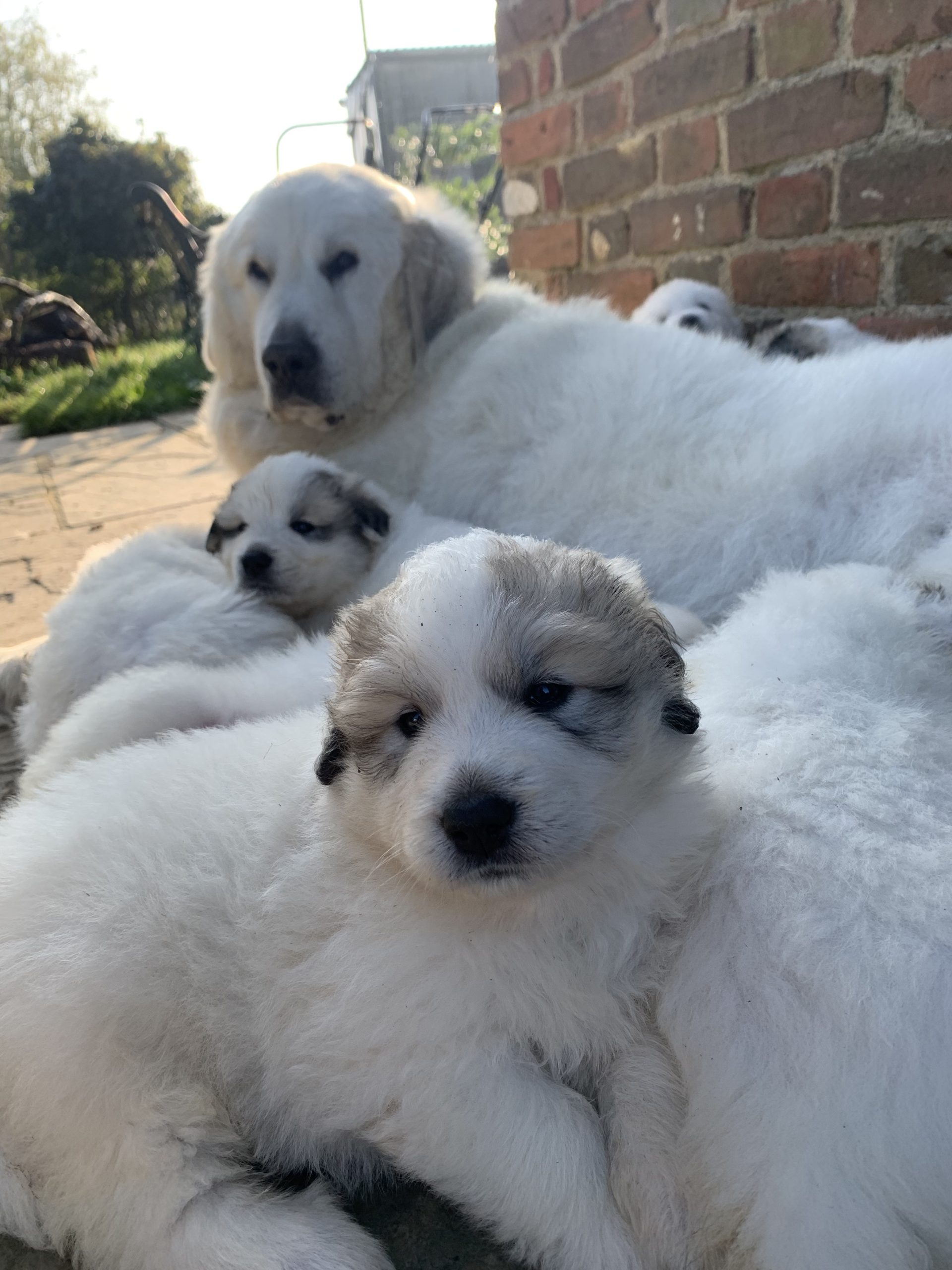 Pyrenean Mountain Dog Puppies Pyrenean Mountain Dog Puppies