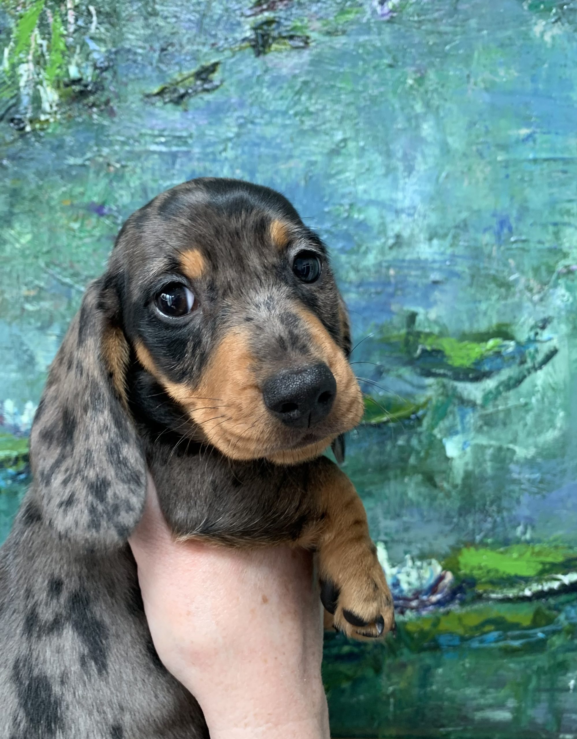 puppies for sale