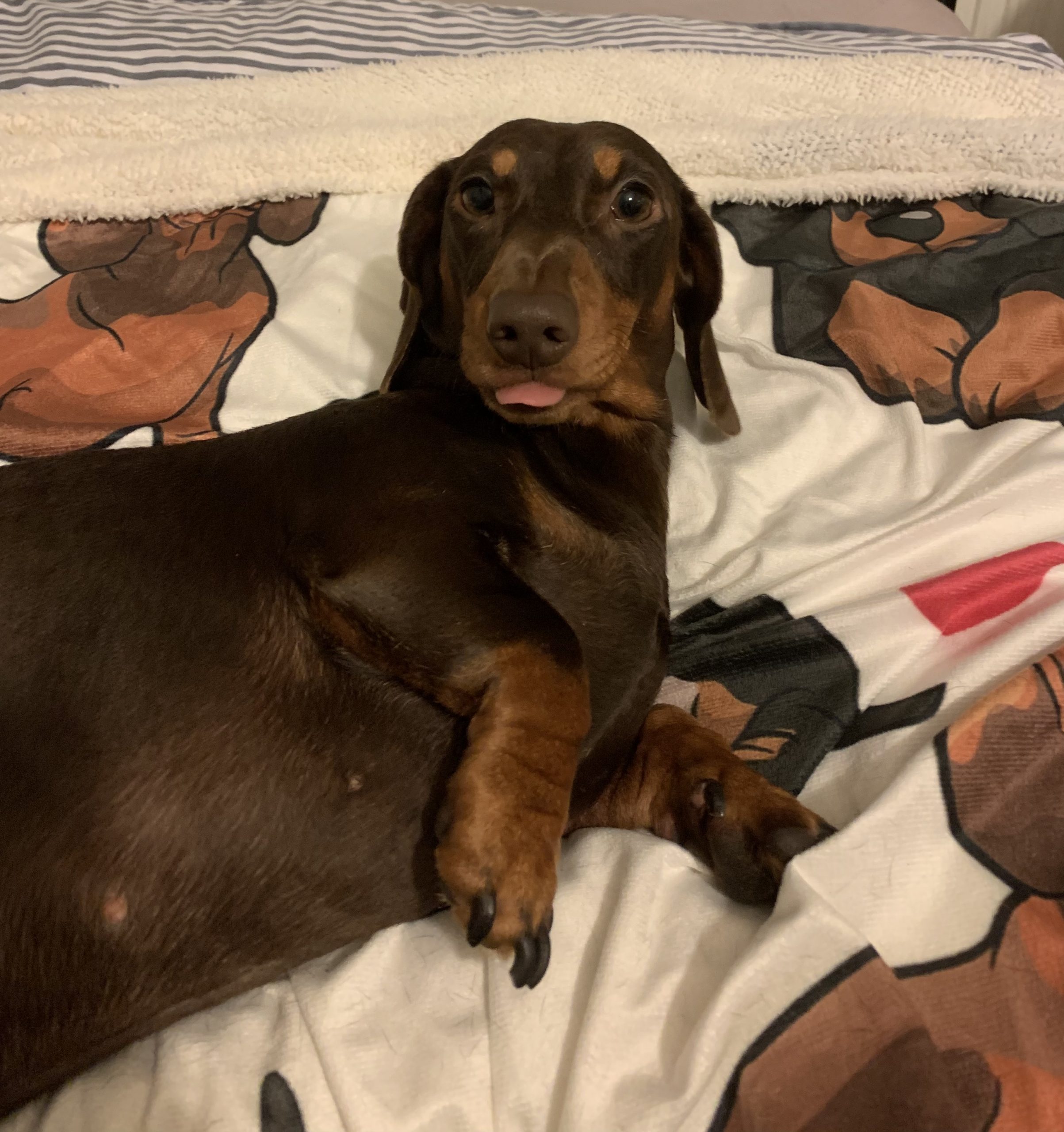 Mum of  puppies