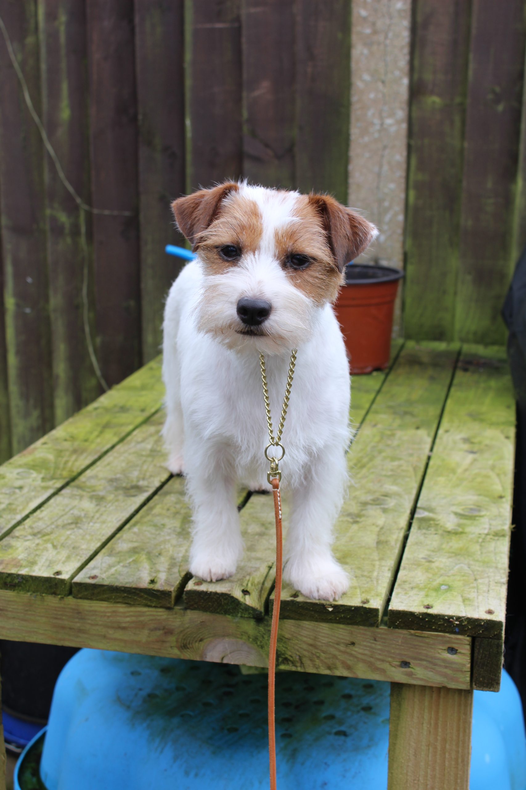 Jack Russell Terrier Breeders and puppies for sale
