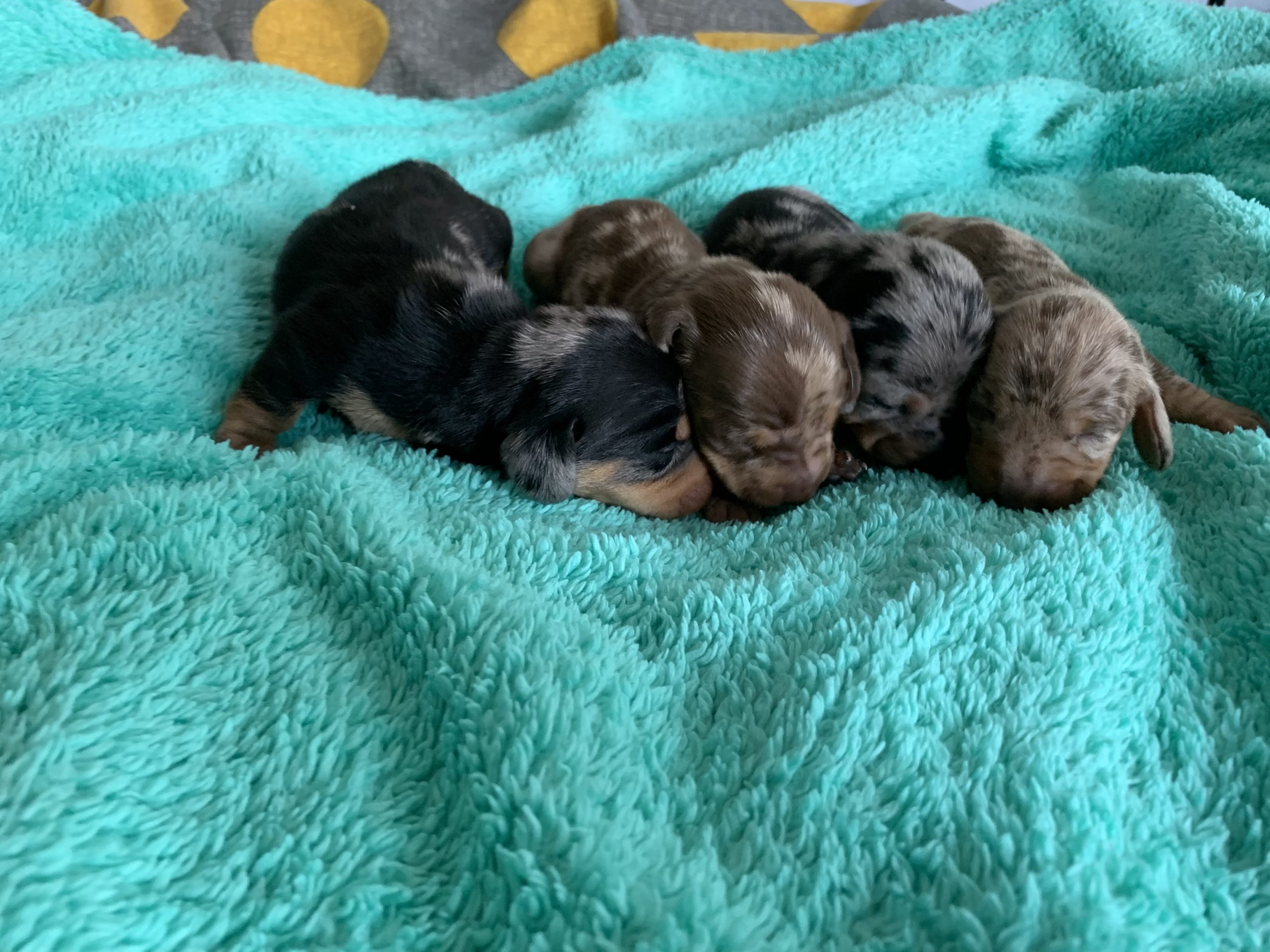puppies for sale