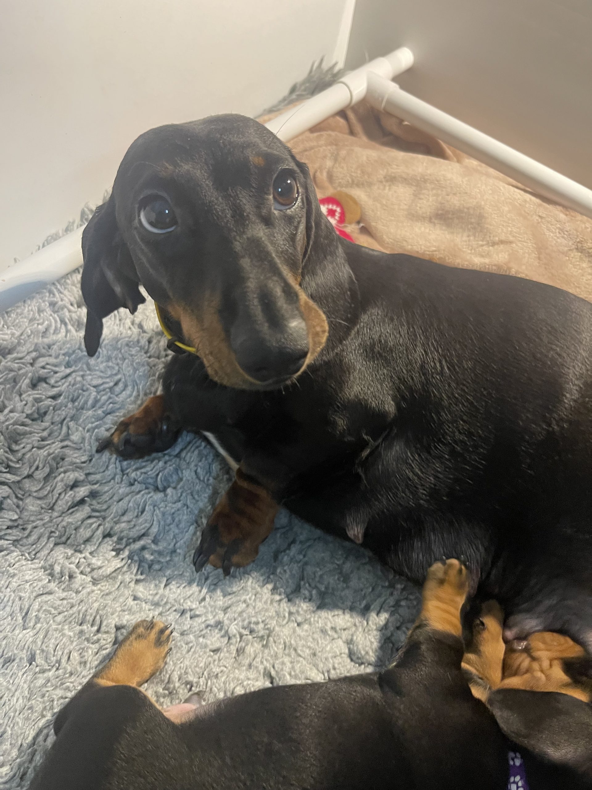 Mum of  puppies