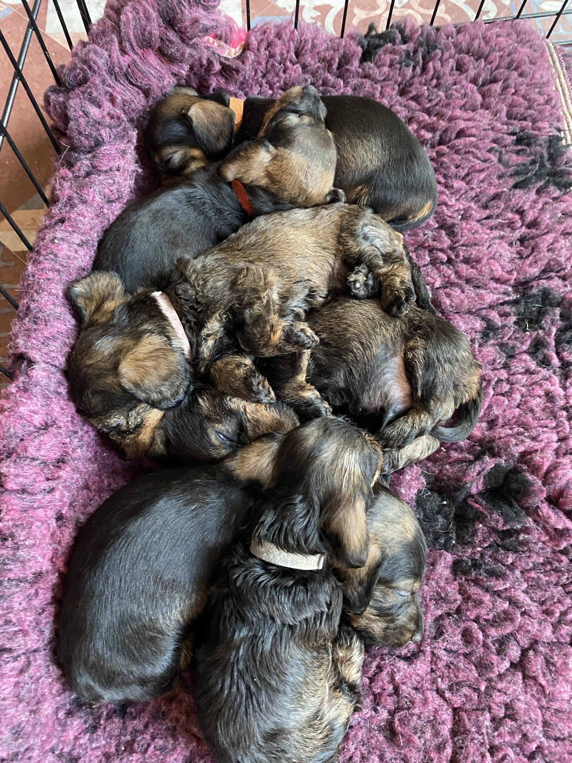 puppies for sale