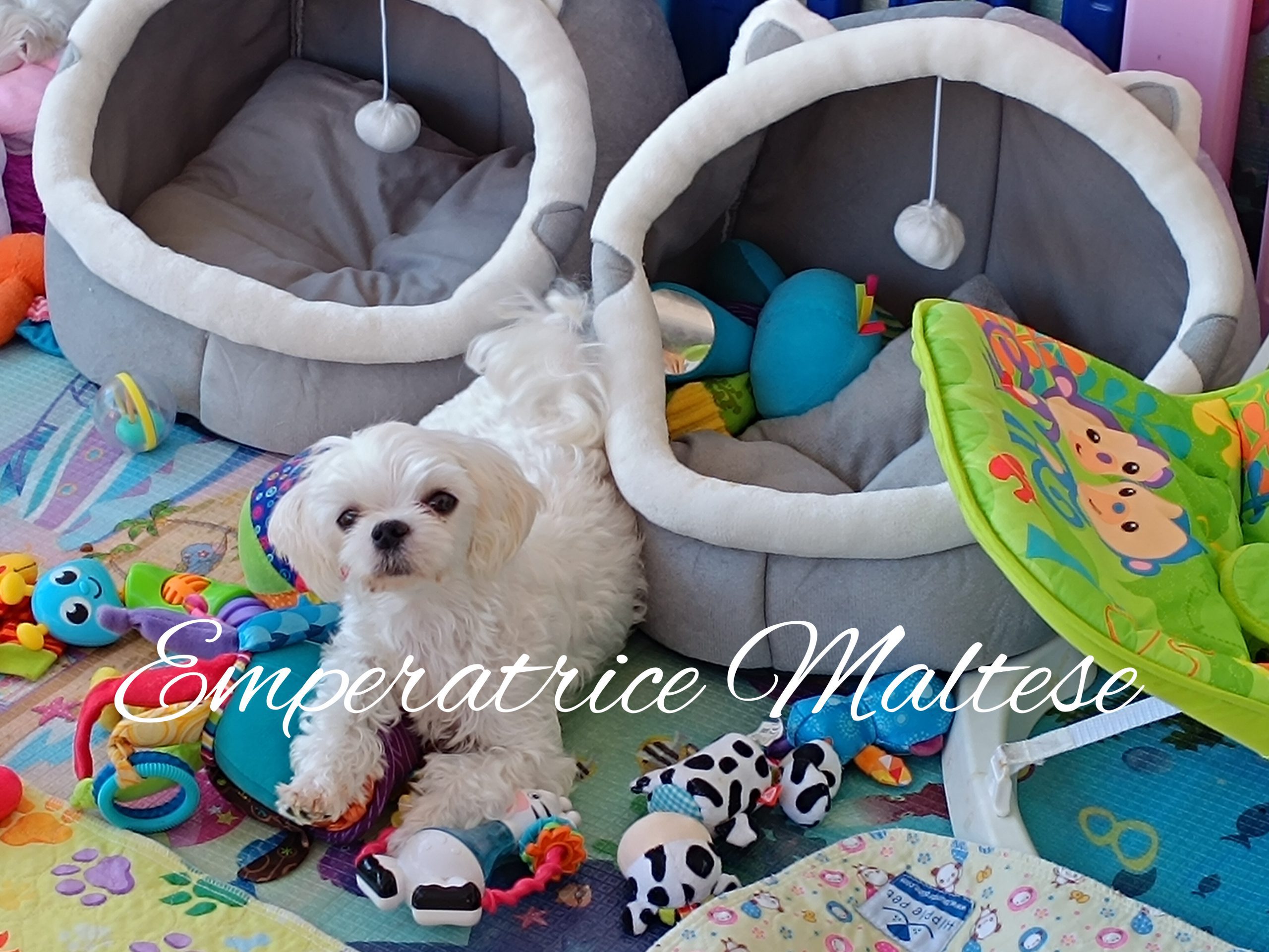 Mum of  puppies