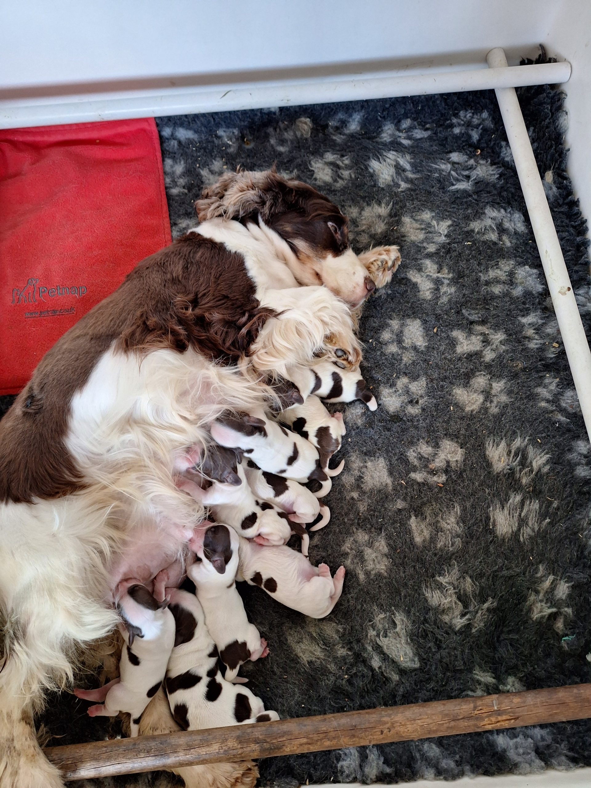 Mum of  puppies
