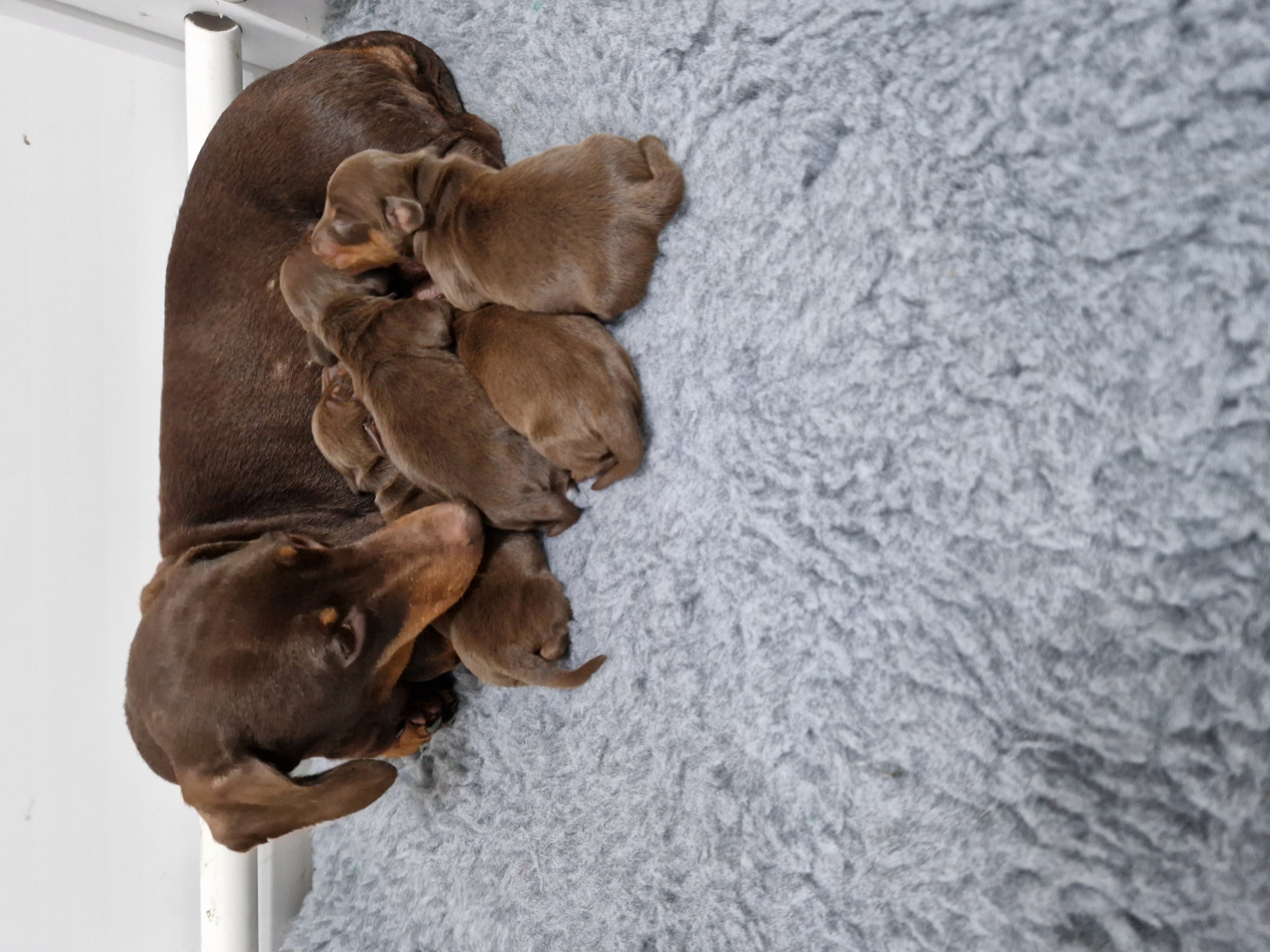 puppies for sale