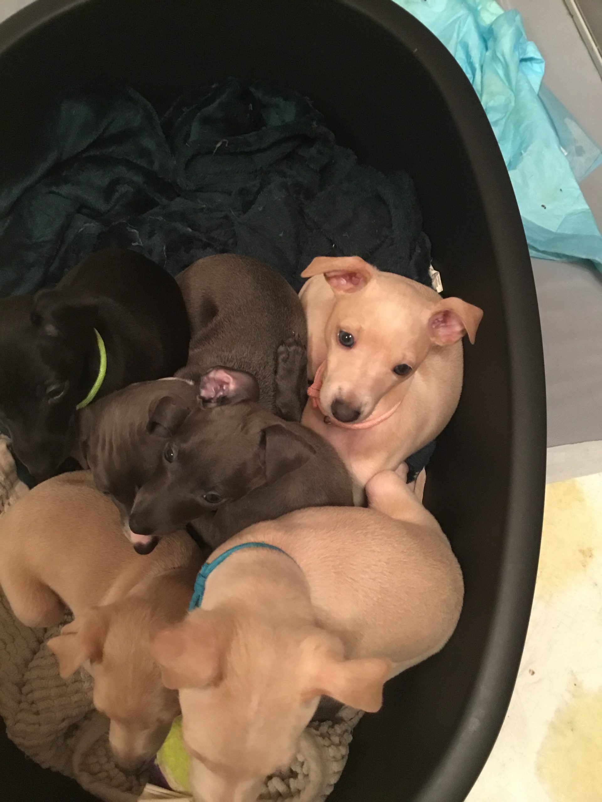 puppies for sale