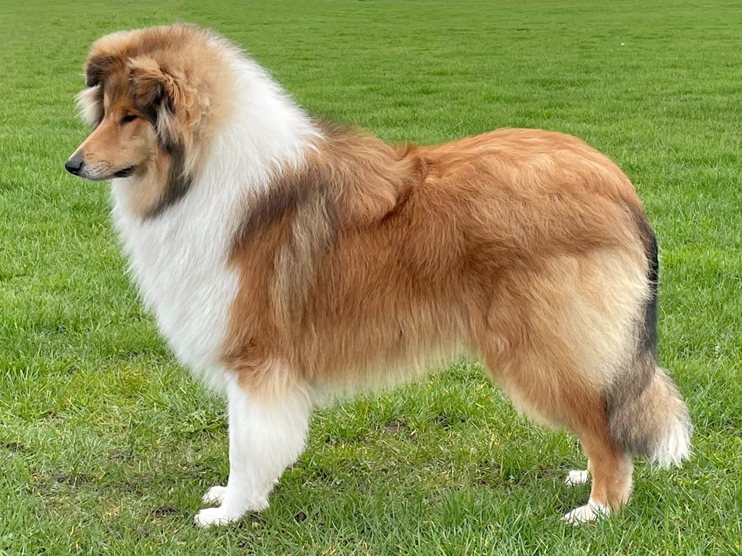breeder