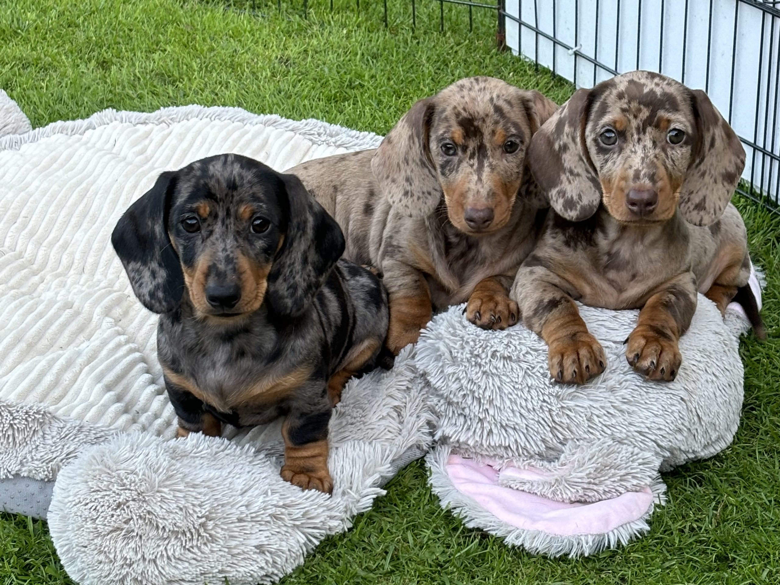 puppies for sale