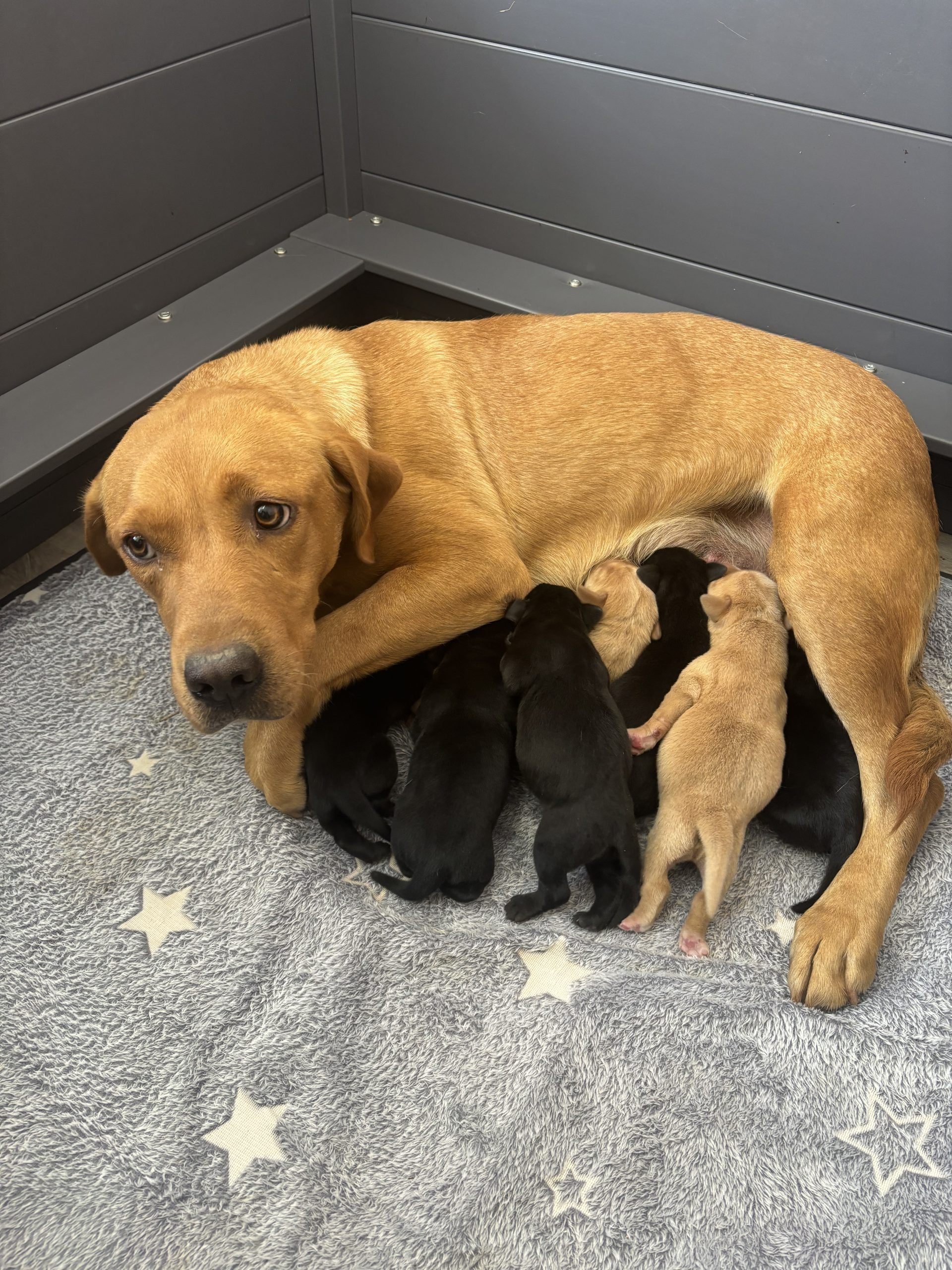 Mum of  puppies
