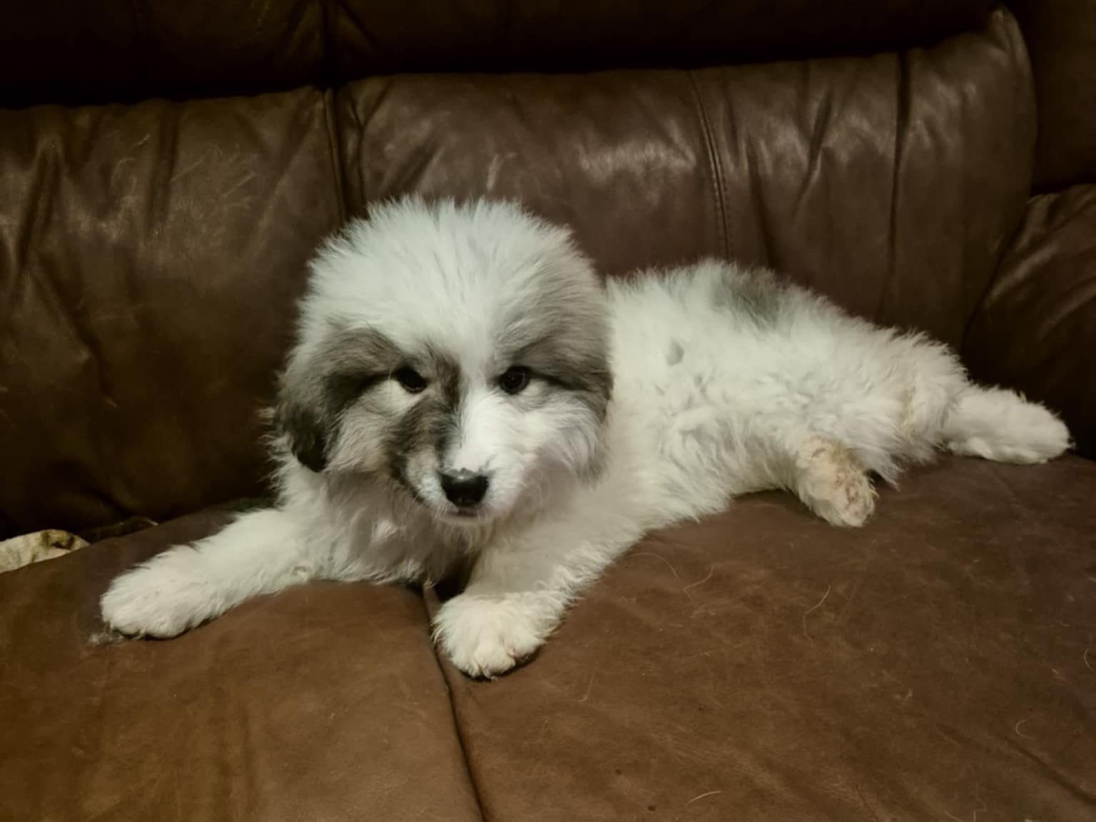 puppies for sale