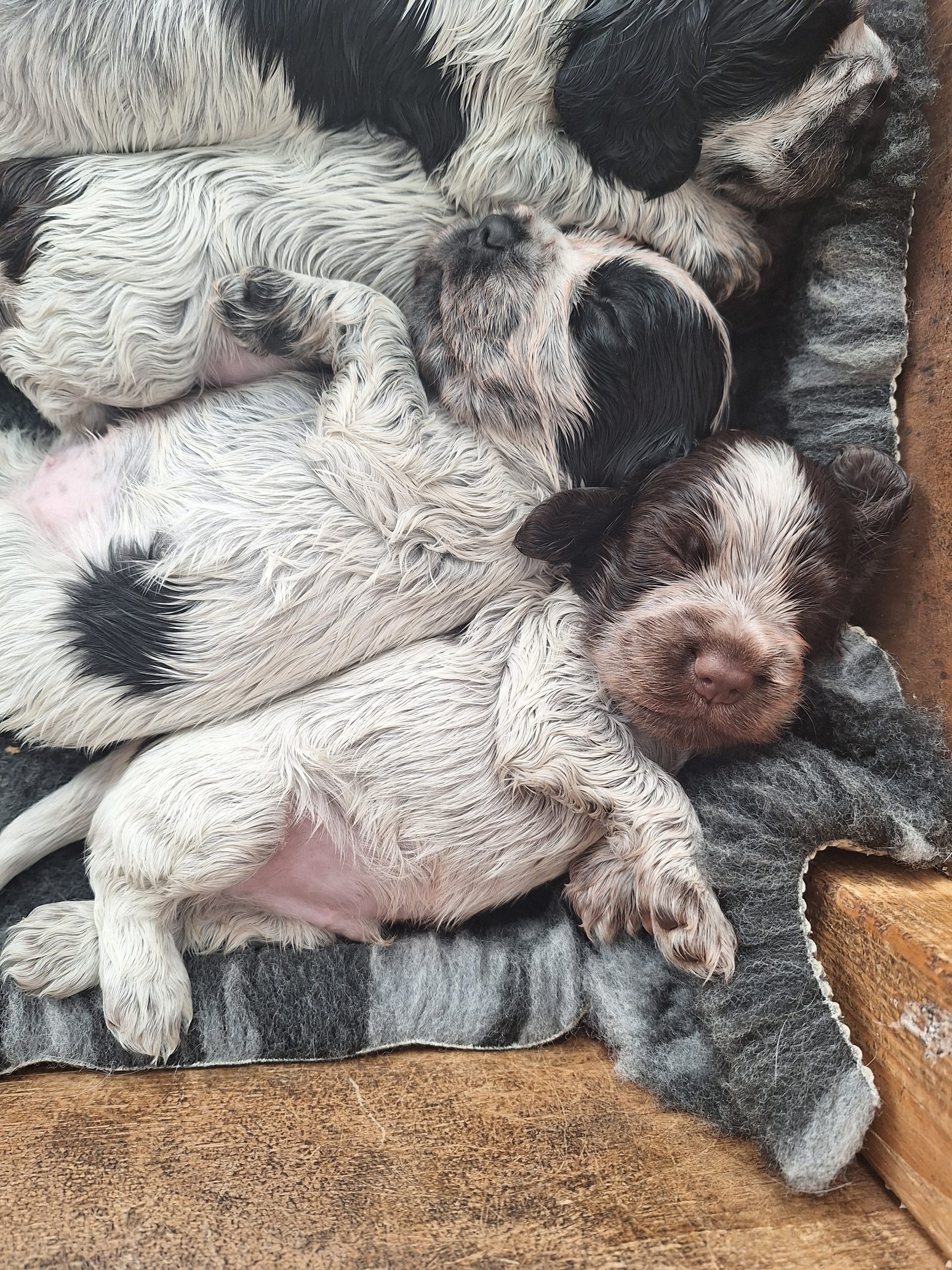 puppies for sale