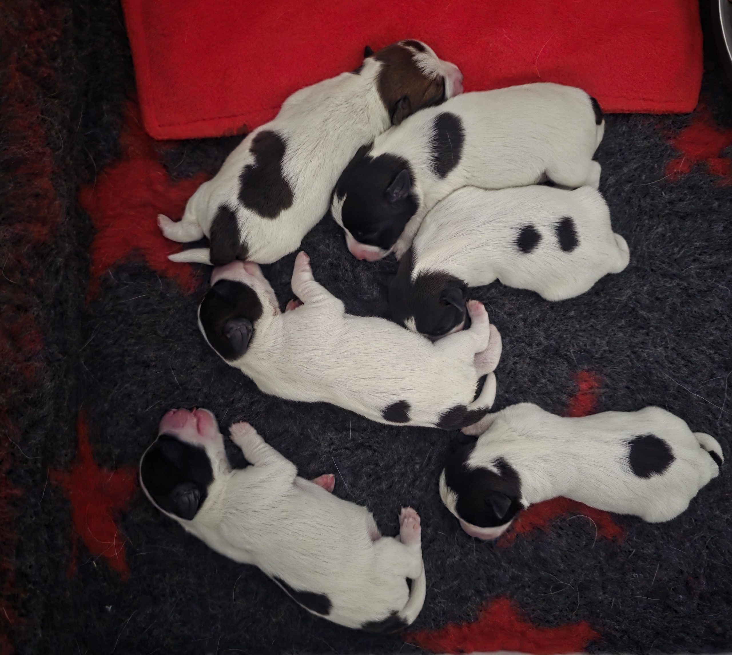 puppies for sale