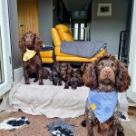 image of dogs used for breeding