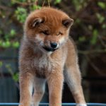 image of dogs used for breeding