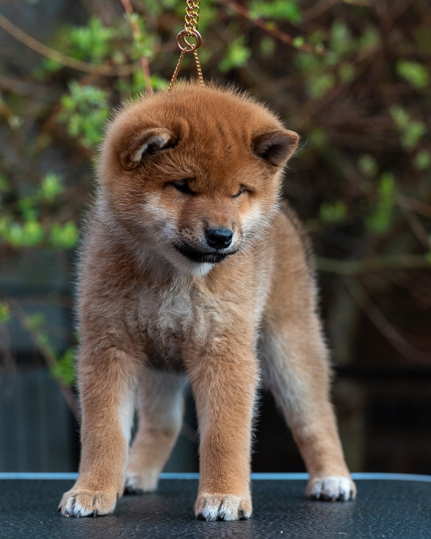 puppies for sale