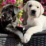 image of dogs used for breeding