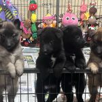 image of dogs used for breeding