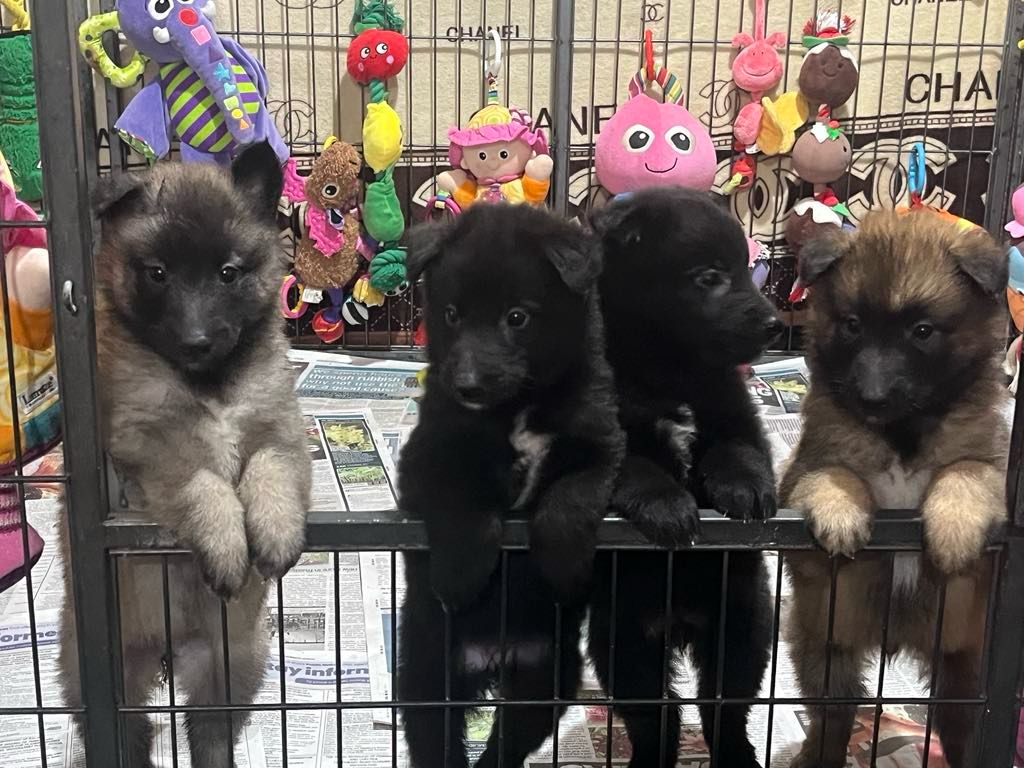 puppies for sale