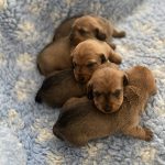 image of dogs used for breeding