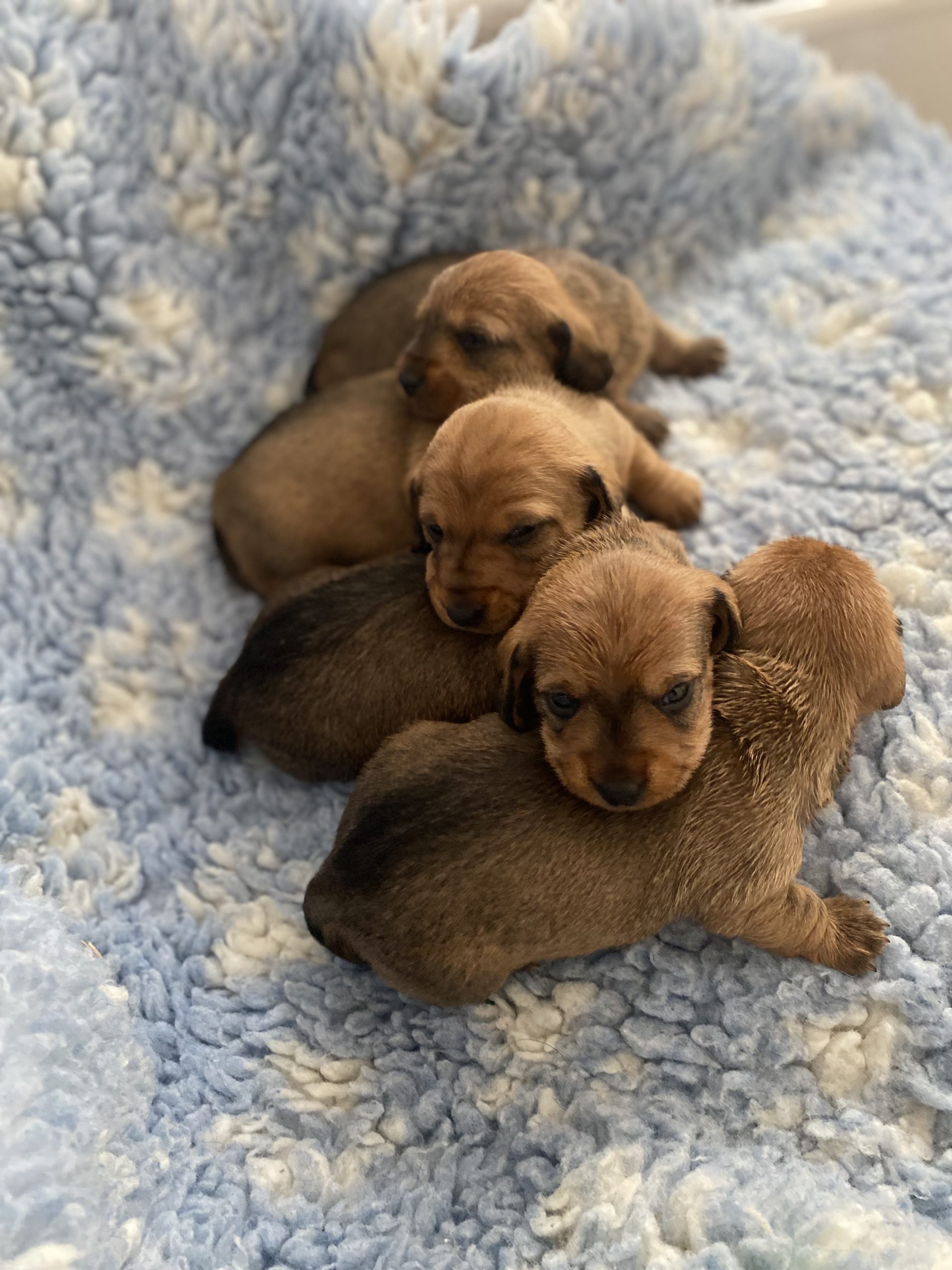 puppies for sale