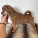 image of dogs used for breeding