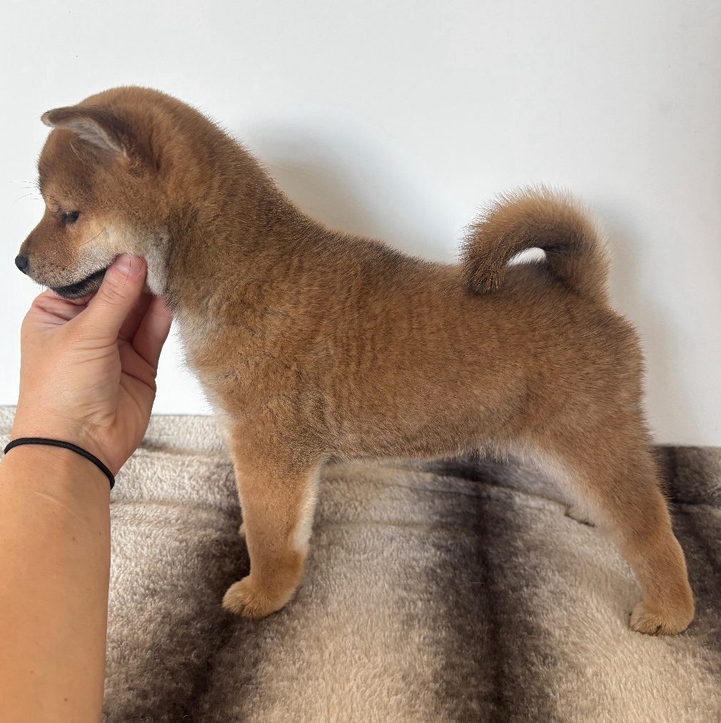 puppies for sale