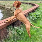 image of dogs used for breeding